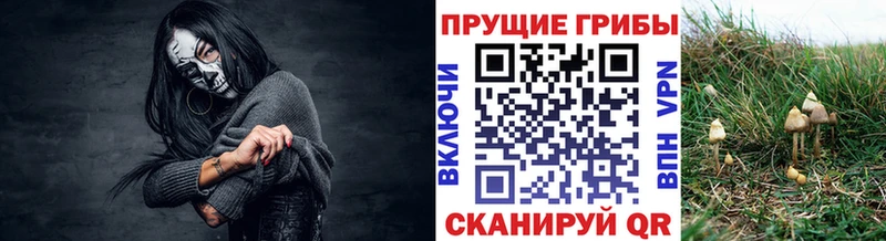 Купить закладки  Старица  Псилоцибиновые грибы Magic Shrooms 
